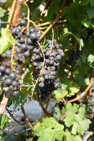 Anti-Bird Netting for Grapevines: A  Guide for a Successful Harvest