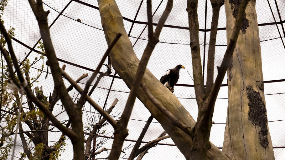 Aviary Netting:  Safeguarding Your Aviary with the Right Netting Solutions