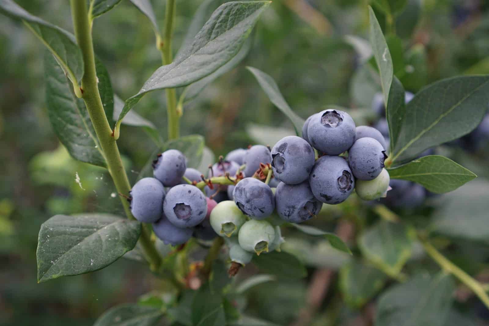 Bird Netting for Blueberry Bushes: How To Keep Birds Away - Harvestofarming