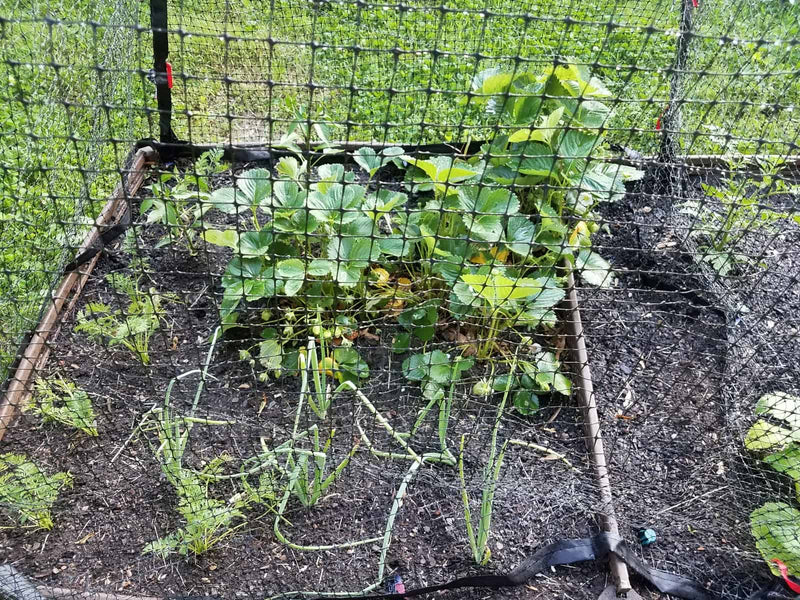 Bird Netting for Vegetables: Protect Your Plants and Preserve Your Harvest