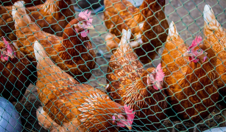 Chicken Netting 101: Everything You Need to Know to Protect Your Poultry