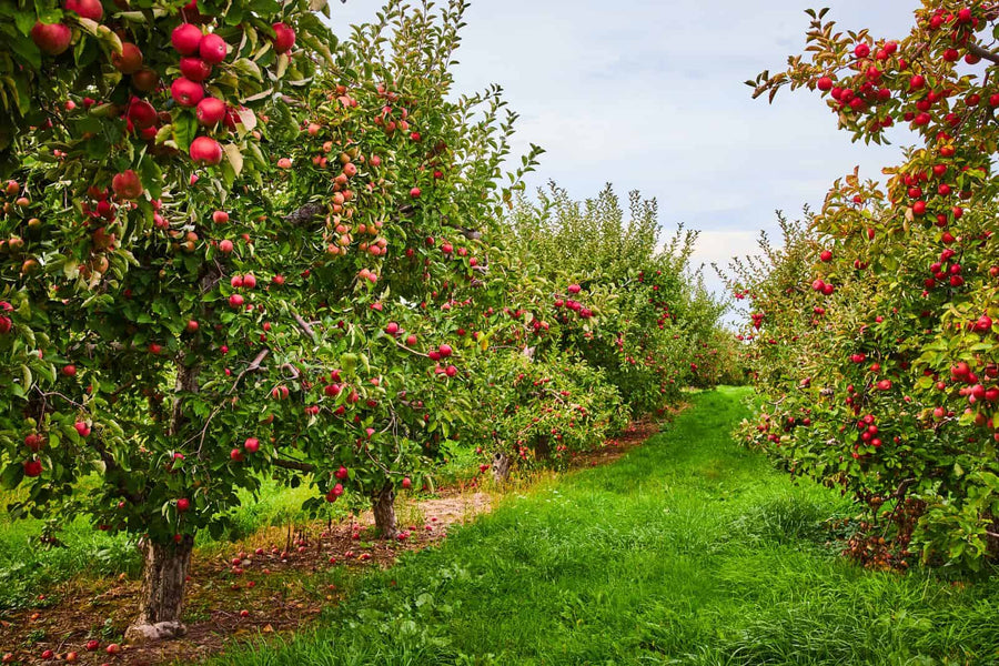 Bird Netting for Fruit Trees: Discover Its Incredible Power