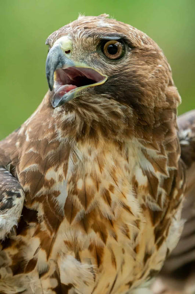 Do Hawks Eat Chickens? Learn How to Protect Your Flock