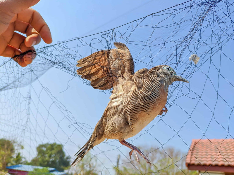 Durable & Effective Bird Netting| Keep Your Home & Garden Bird-Free