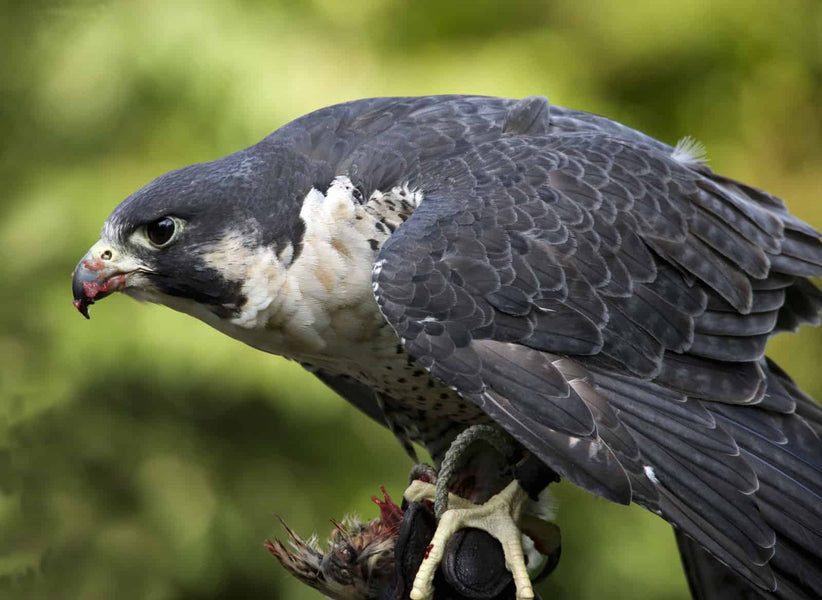 Hawk Netting for Chicken Run: Protecting Your Flock from Predators