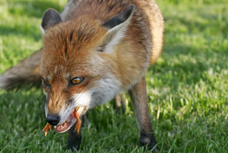 How to Fox-Proof a Chicken Coop | Protecting Your Poultry from Predators