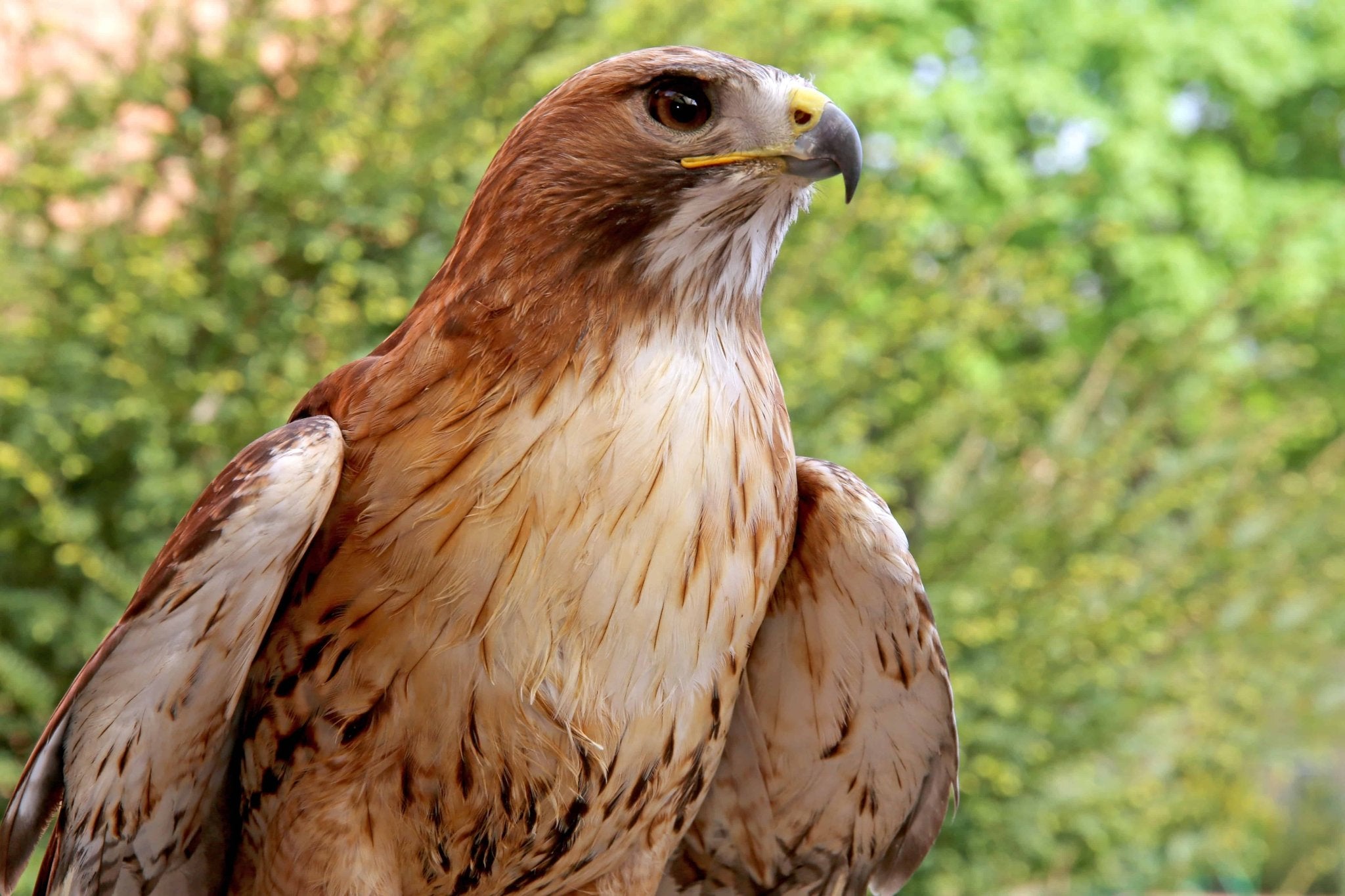 The Most Effective Bird Defense Against Hawks - Harvestofarming